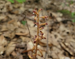 Corallorhiza maculata maculata