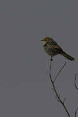 Cisticola tinniens