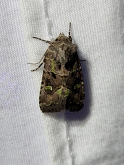 Lacinipolia renigera