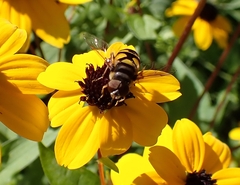 Eristalis transversa