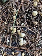 Strobilurus trullisatus