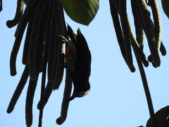 Melanerpes cruentatus