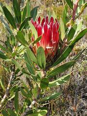 Protea obtusifolia