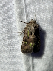 Lacinipolia renigera