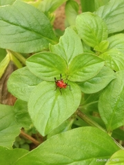 Conocephalus melaenus