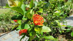 Ixora chinensis