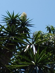 Yucca gigantea