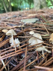 Strobilurus trullisatus