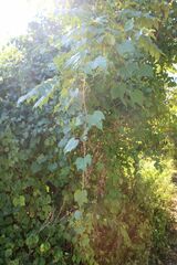 Ampelopsis glandulosa