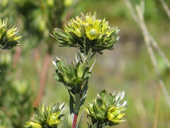 Leucadendron floridum