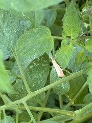 Agriphila straminella