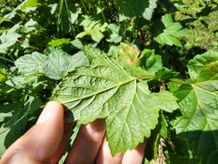 Ribes hudsonianum