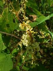 Cuscuta pentagona