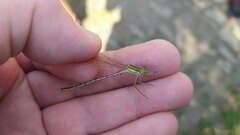 Lestes barbarus