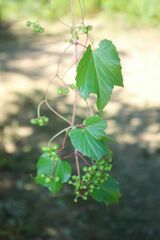 Ampelopsis glandulosa