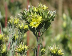 Leucadendron floridum