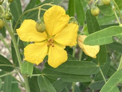 Senna roemeriana