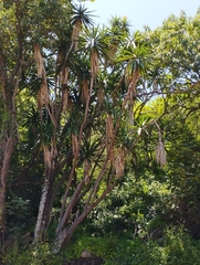 Yucca gigantea