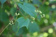 Ampelopsis glandulosa