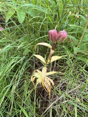 Fritillaria camschatcensis