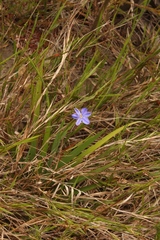 Aristea ensifolia