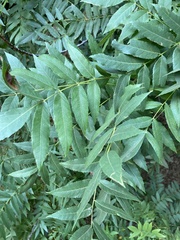 Juglans hindsii