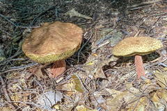 Aureoboletus russellii