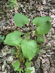 Smilax herbacea