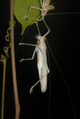Eumecopterus incisus