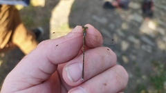 Lestes barbarus