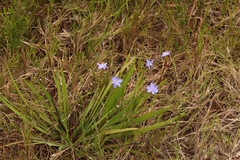 Aristea ensifolia
