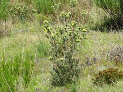 Leucadendron floridum