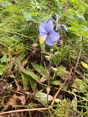 Polemonium acutiflorum