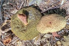 Aureoboletus russellii