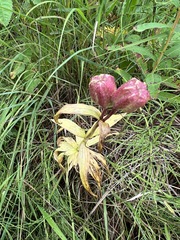 Fritillaria camschatcensis