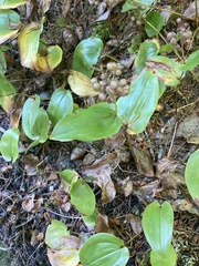 Maianthemum canadense