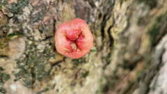 Syzygium samarangense