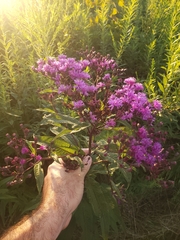 Vernonia missurica