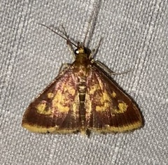 Pyrausta acrionalis