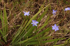Aristea ensifolia