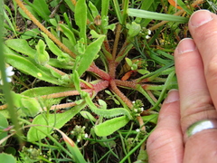 Cleretum bellidiforme
