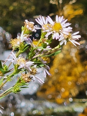 Symphyotrichum chilense