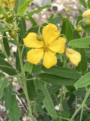 Senna roemeriana