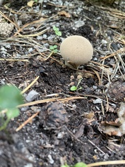 Lycoperdon echinatum