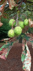 Aesculus hippocastanum