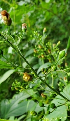 Scrophularia marilandica