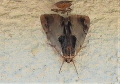 Catocala ultronia