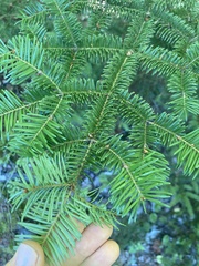 Abies balsamea