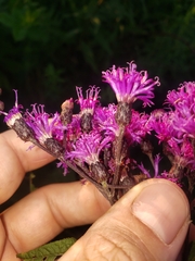 Vernonia missurica