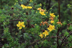 Hypericum revolutum